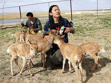 Volunteers help Tibetan antelope hit the road