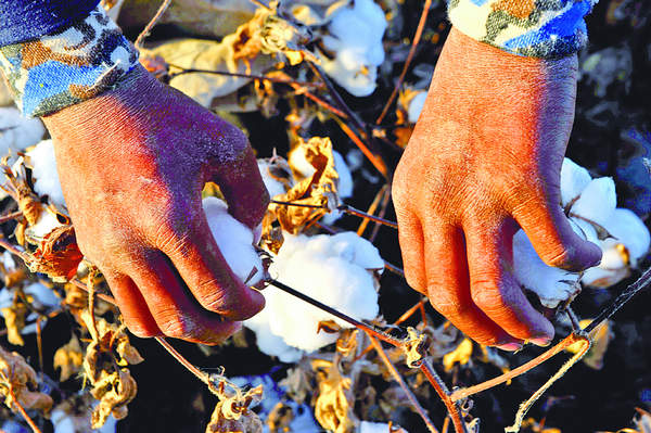 Harsh harvest looms for Xinjiang cotton growers