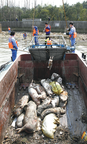 Floating carcasses prompt safety concerns