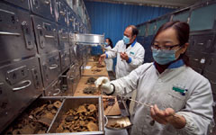 Chengdu Diao brings TCM cures to world