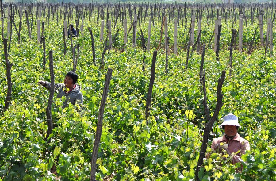 Chinese farmers busy with farming as summer comes