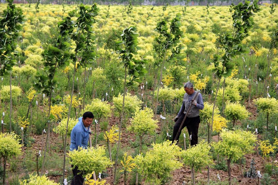 Chinese farmers busy with farming as summer comes