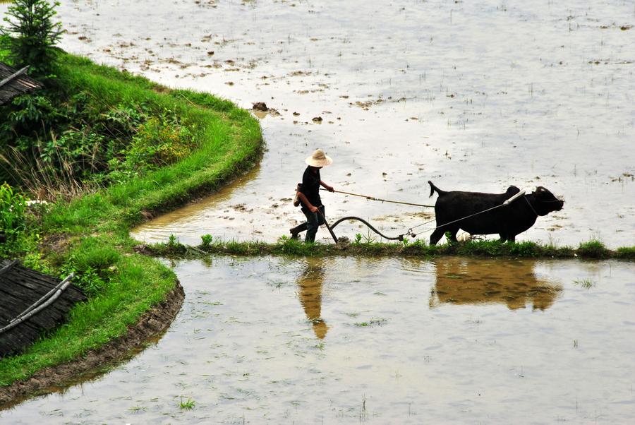 Chinese farmers busy with farming as summer comes