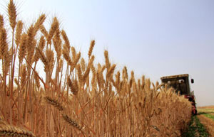 Wheat straw transformed