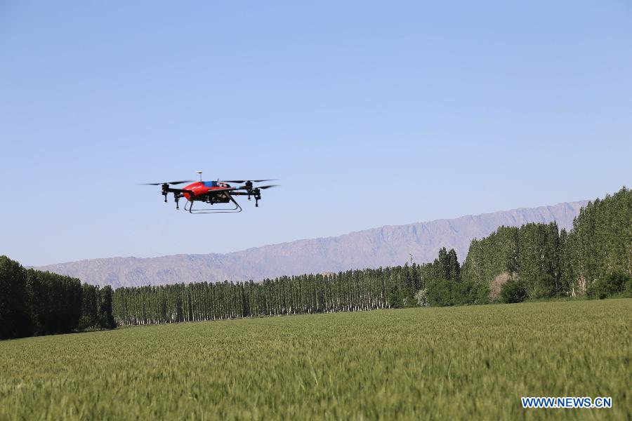 Drones fly over wheat field to spray insecticide