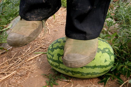 Fake seeds grow rock-hard watermelons