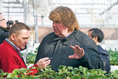 Hopes that new strawberry varieties prove fruitful