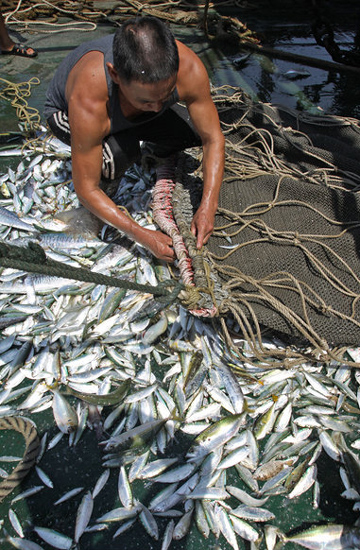 Fishermen return to sea as fishing ban ends