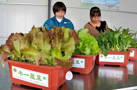 Potted vegetable, consumers' new favorite