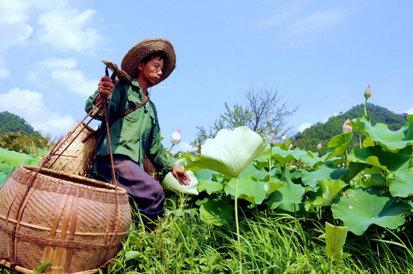 Summer sees bumper harvest in lotus seeds