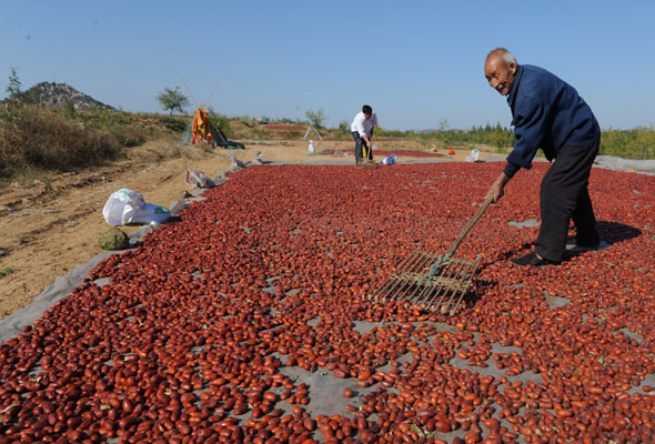 Harvest season begins for city of jujubes