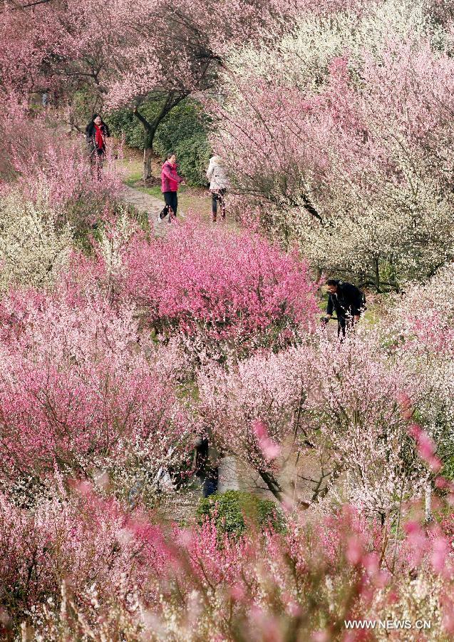 Tourists enjoy plum blossoms in E China's Nanjing