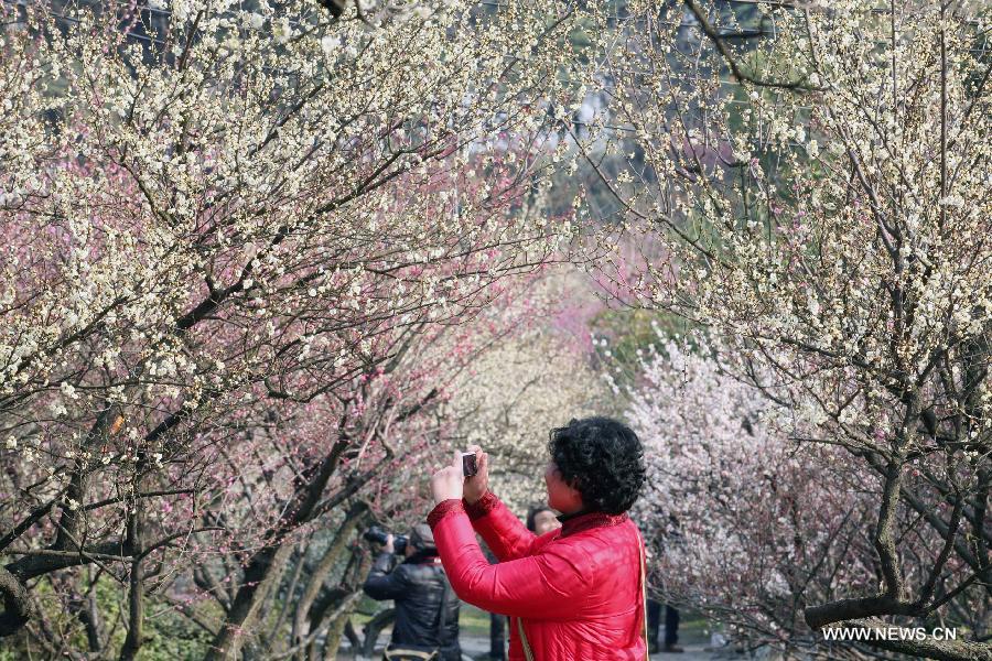 Tourists enjoy plum blossoms in E China's Nanjing