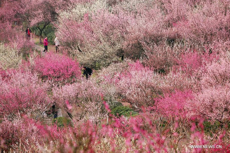 Tourists enjoy plum blossoms in E China's Nanjing