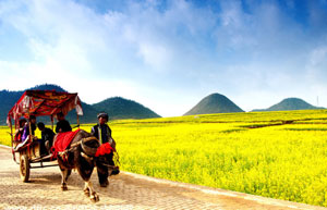 White tea enters tea picking season in east China