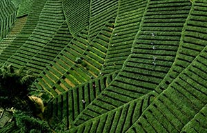 Chinese farmers busy with farming as summer comes