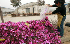 Planter blossoms into a trader