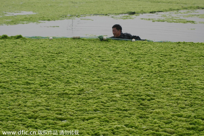 Chinese aquaculturist fights algea outburst