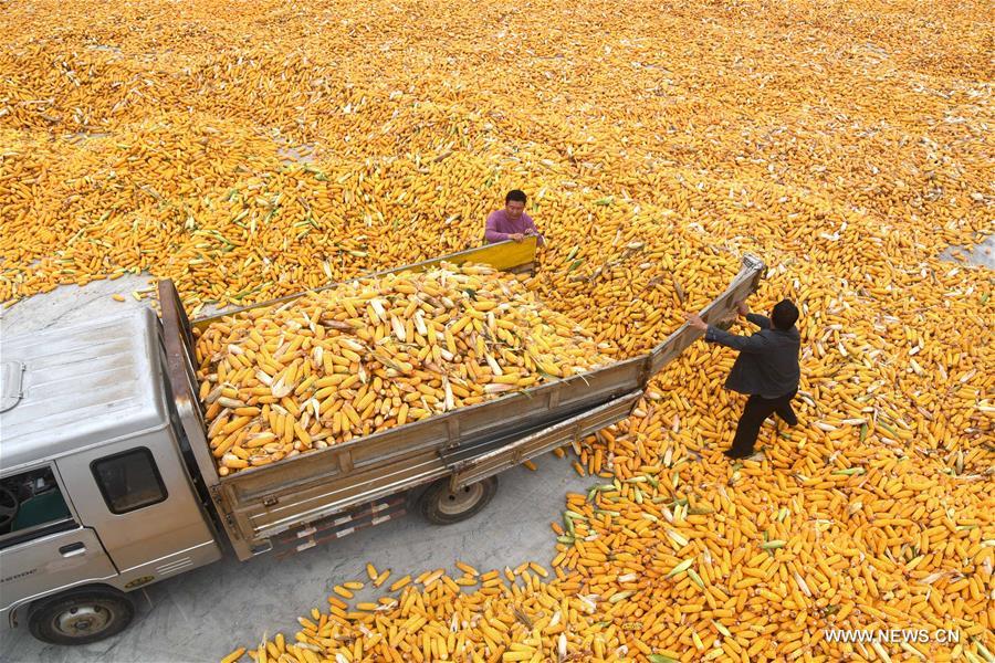 Farmers welcome harvest season across China