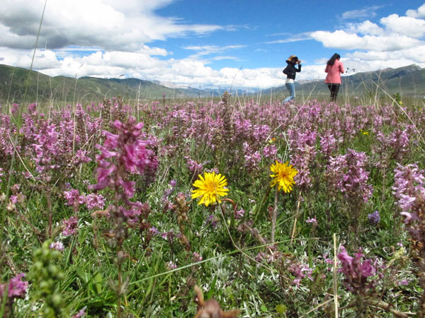 Natural beauty of Yushu shines once again