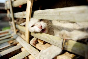 'Royal' stray cats wander in and around Forbidden City