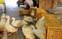 H7N9 detected in S China poultry farm