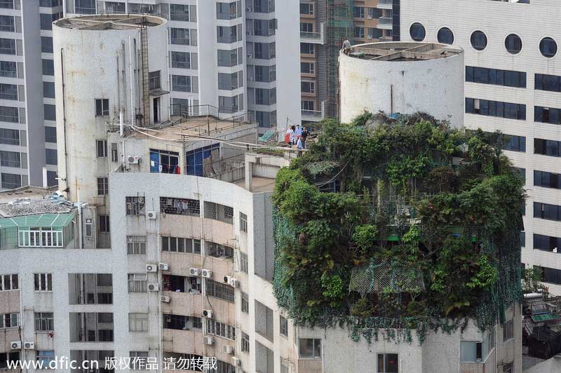 Illegal construction in green disguise