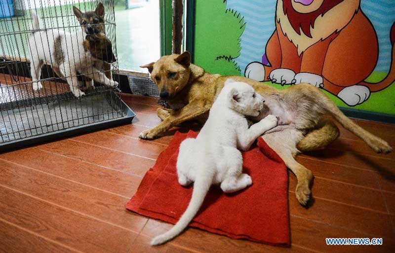 White lion cub nursed by dog in wildlife park