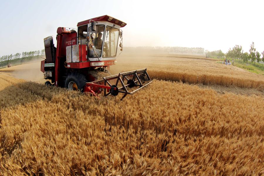 China's grain output grows for 11th straight year