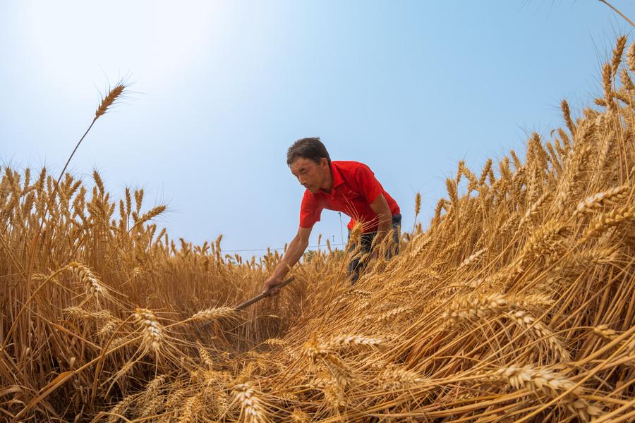 China's grain output grows for 11th straight year