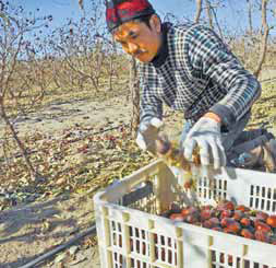 Sweet fruit creates bonds of friendship