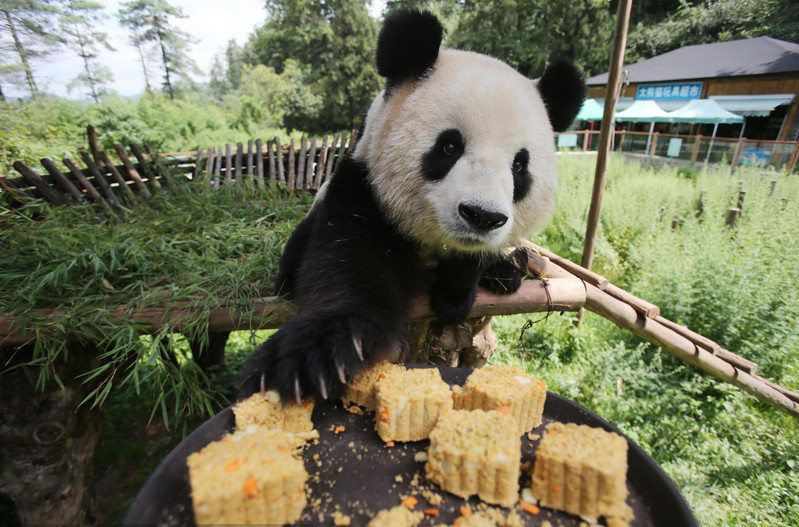 Animals enjoy Moon-cake treats