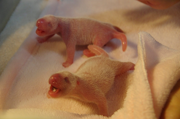 China's panda base welcomes sixth twins of the year