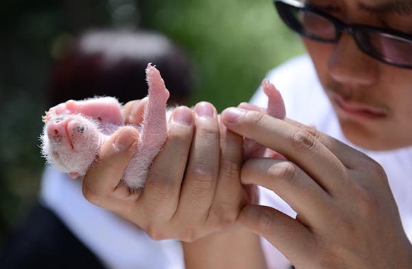 The odd but interesting life of a panda breeder