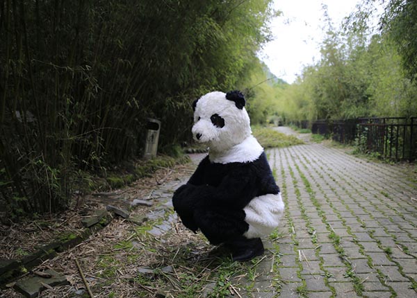 The odd but interesting life of a panda breeder