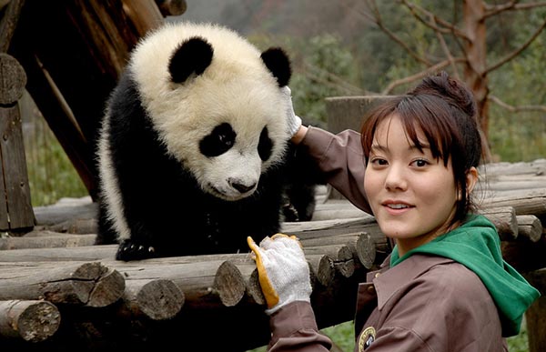 The odd but interesting life of a panda breeder