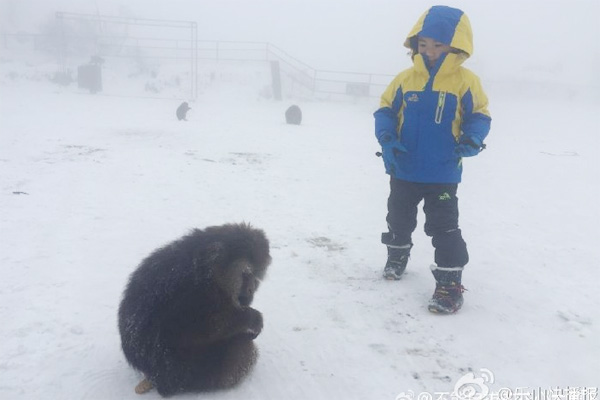 Netizens rally round injured monkey king ahead of Year of the Monkey