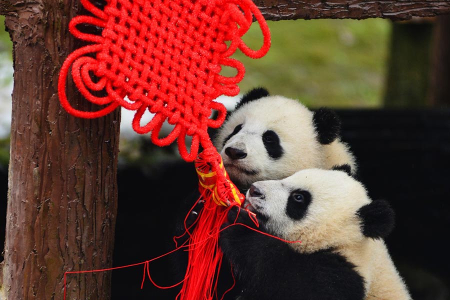 Pandas born in 2015 celebrate Spring Festival