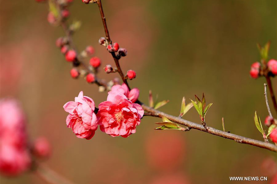 Trees blossom across China as temperature rises