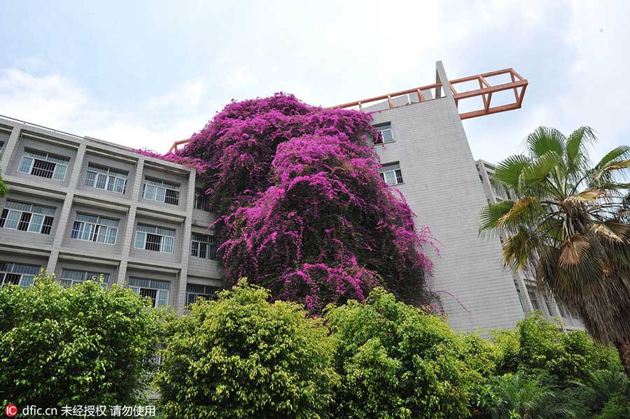 'Waterfall' of cascading flowers amaze