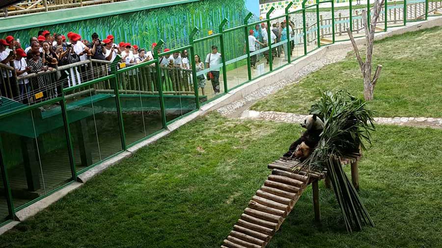 Two giant pandas meet public in NE China