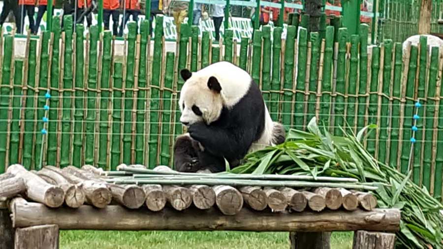 Two giant pandas meet public in NE China