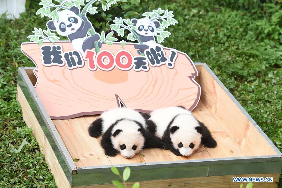 100-day celebration held for twin panda cubs in SW China