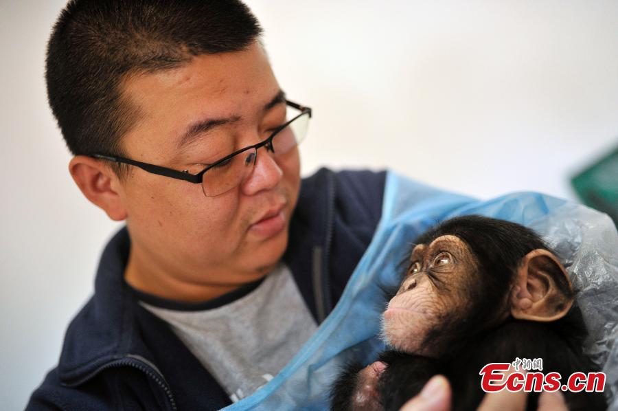 Zookeepers become 'mother' for abandoned baby chimpanzee