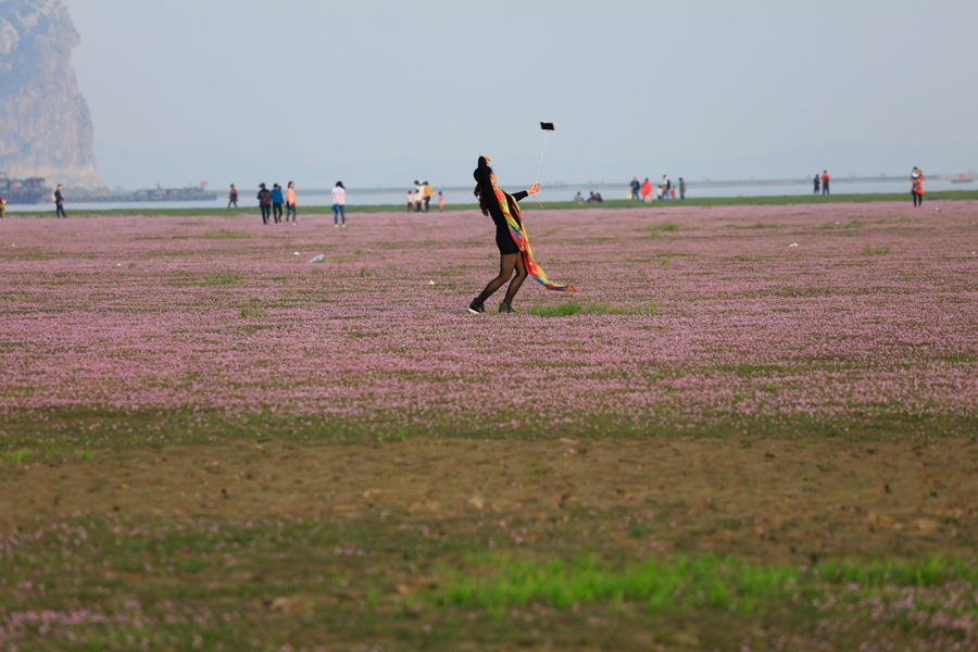 Sea of flowers in Poyang Lake