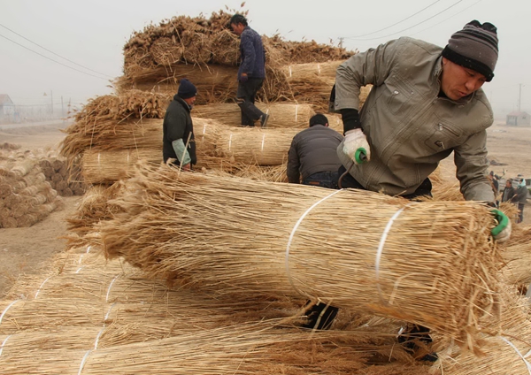 Scratching out a living among the tall reeds