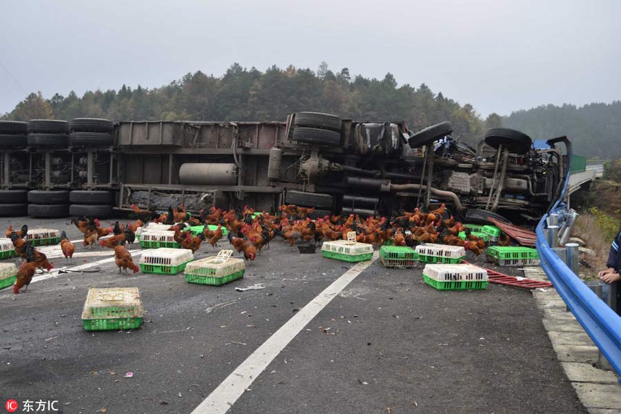 Real-life 'chicken run' in Guizhou