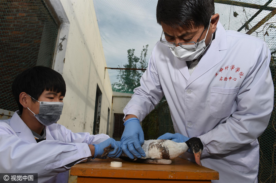 Special doctors give migratory birds back their wings