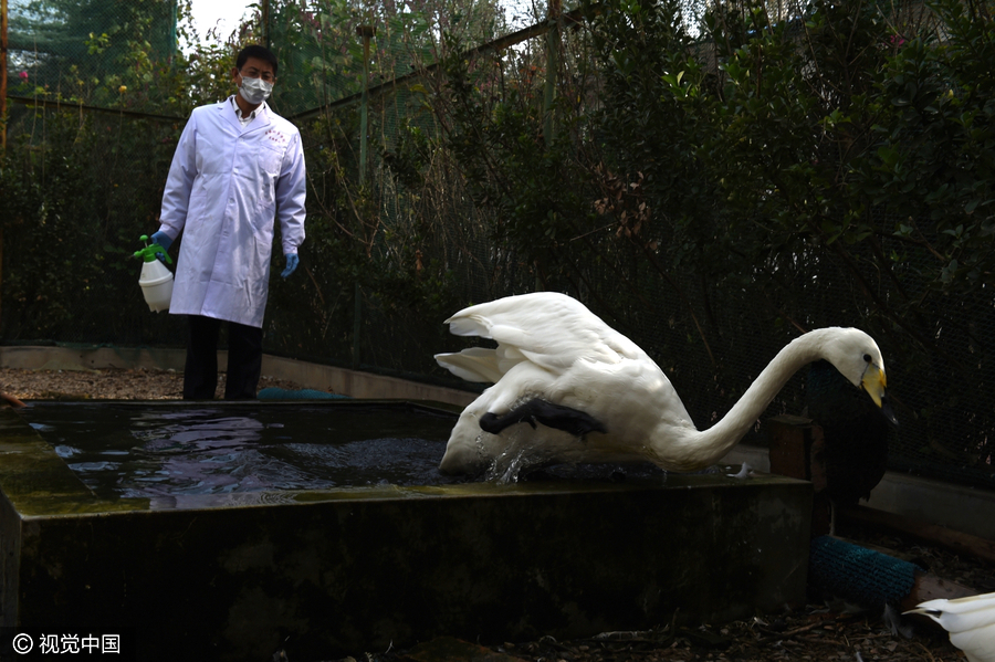 Special doctors give migratory birds back their wings