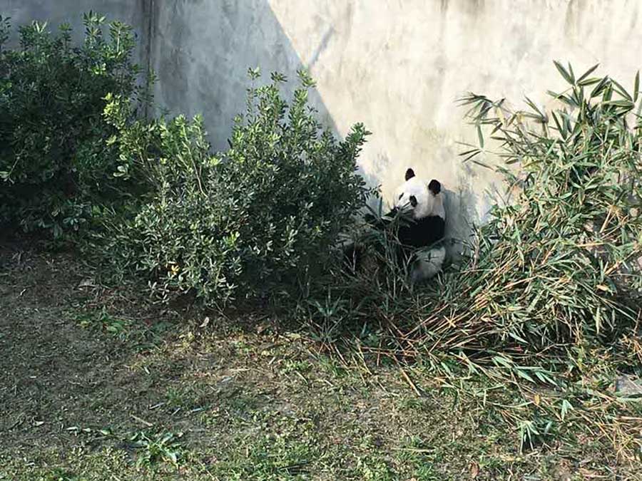 Panda pair born in US adapt to new home in Sichuan